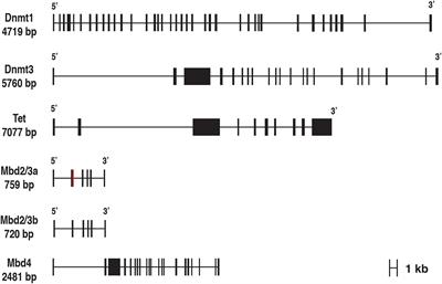 Evolutionary History of DNA Methylation Related Genes in Bivalvia: New Insights From Mytilus galloprovincialis